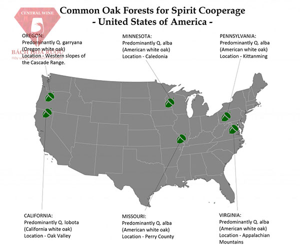 Bản đồ gỗ sồi Mỹ