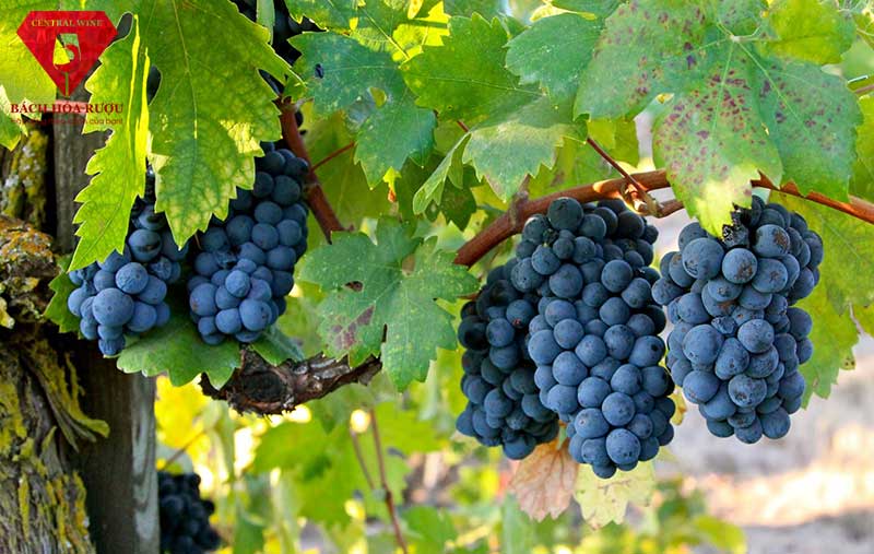 Nho Primitivo Zinfandel