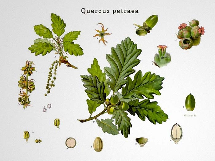 Những huong vị mà Quercus Petraea tạo ra cho rượu vang