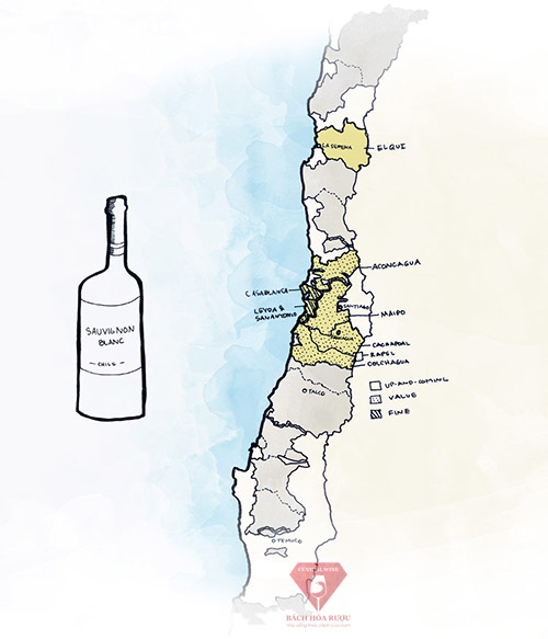 Vùng rượu vang ngon nhất ở Chile cho rượu vang trắng Sauvignon Blanc