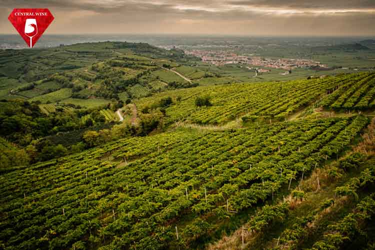 Soave - đỉnh cao của vang trắng