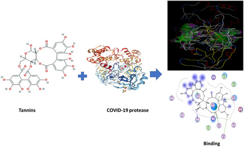 Tannin có giúp ức chế Covid-19?
