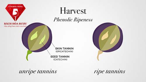 tannin rượu vang