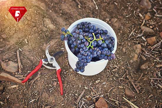 Nho định hình Terroir như thế nào?