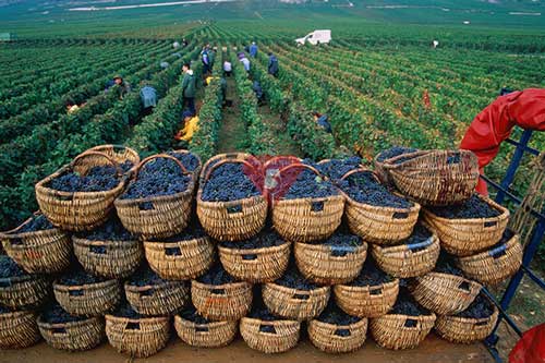 Thu hoạch nho chín