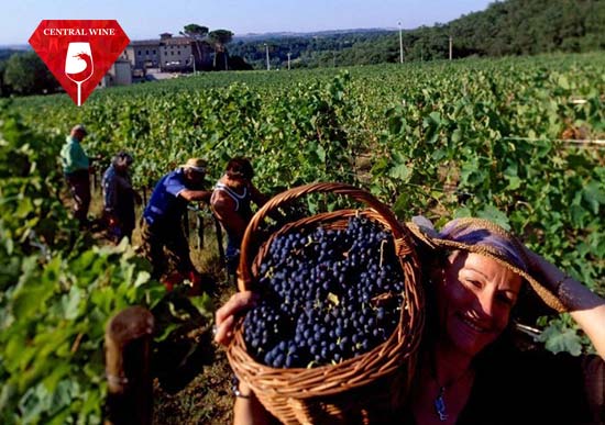 Thu hoạch nho bằng tay giúp lọc nho ngay từ khâu đầu tiên