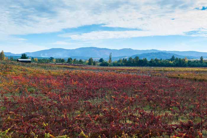 Thung lũng Maule tại Chile