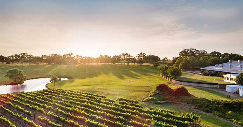 Khung cảnh vườn nho khoáng đạt ở miền Tây nước Úc