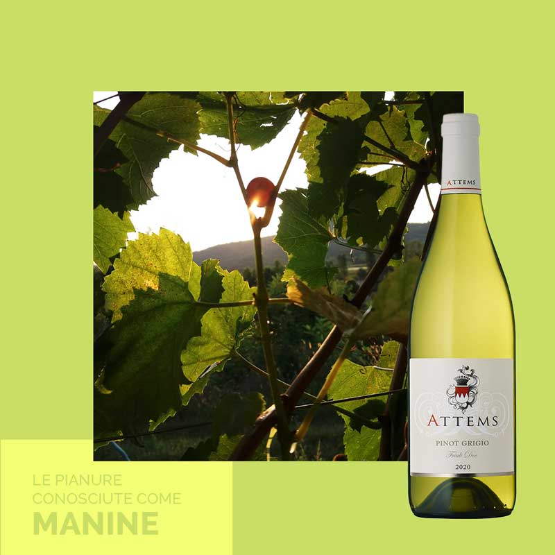 Vang trắng Ý Attems Pinot Grigio