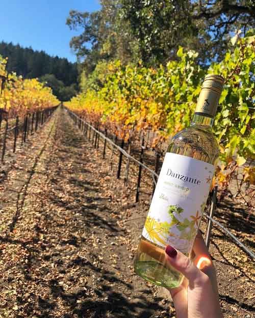 Vang trắng Ý Danzante Pinot Grigio