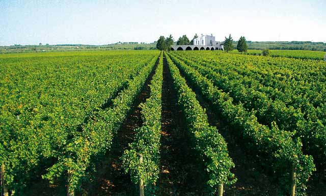 Red Luxardo Maraschino Original Liqueur