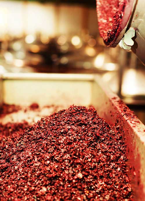 Vỏ nho chứa rất nhiều tannin