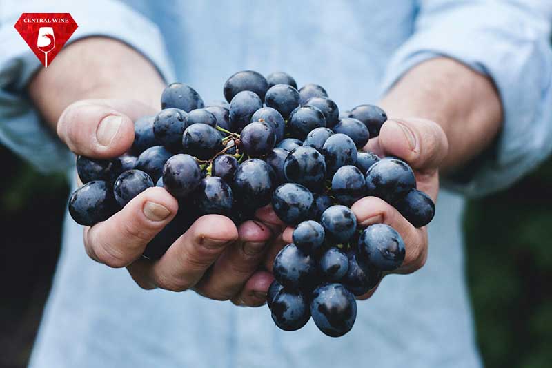 Polyphenols có rất nhiều trong vỏ và hạt nho