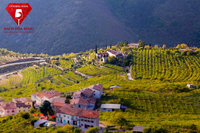 vùng làm vang amarone valpolicella