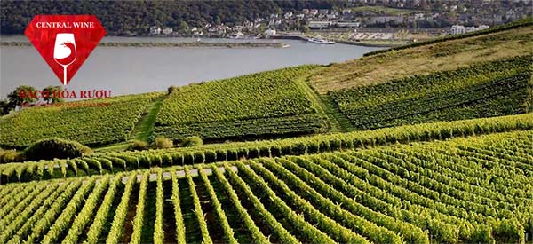 Triền đồi của một vườn nho tại Bordeaux, Pháp.