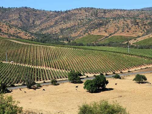 Vườn nho Chardonnay Casablanca