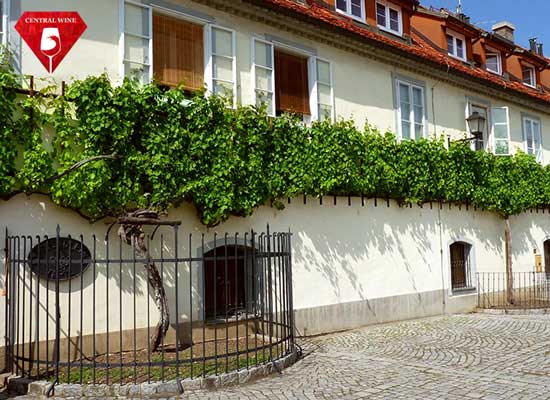 Gốc nho Stara Trta lâu đời nhất với hơn 400 năm tuổi