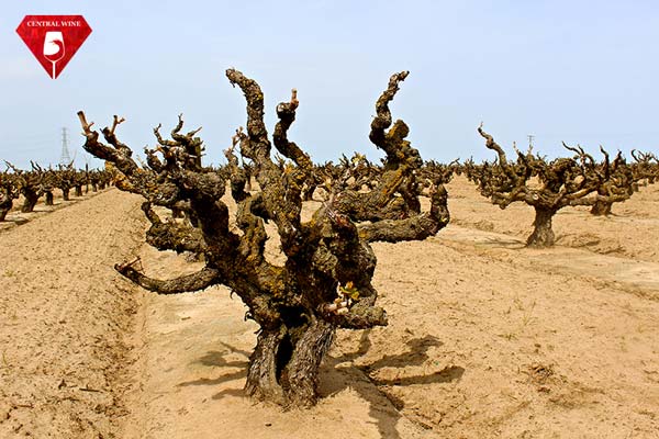 Vườn nho Lodi, California