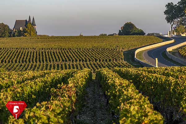 Vườn nho tại Medóc - Bordeaux, Pháp