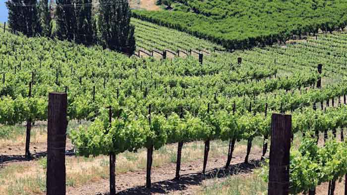 Một vườn nho ở Oregon - Bắc Mỹ