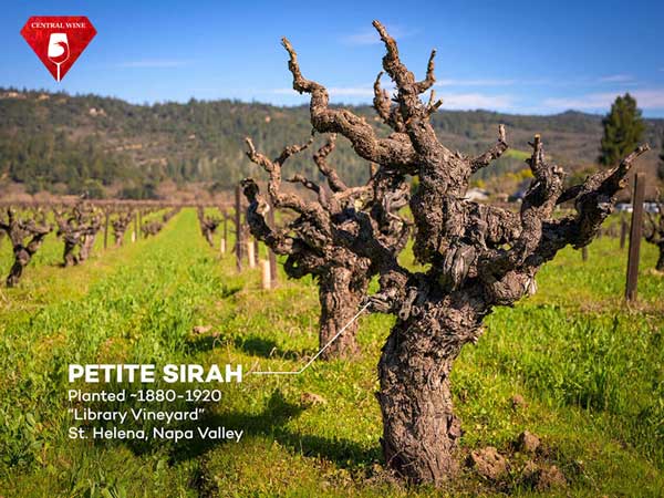 Vườn nho Petite Sirah vùng Napa, được trồng từ những năm 1880-1920
