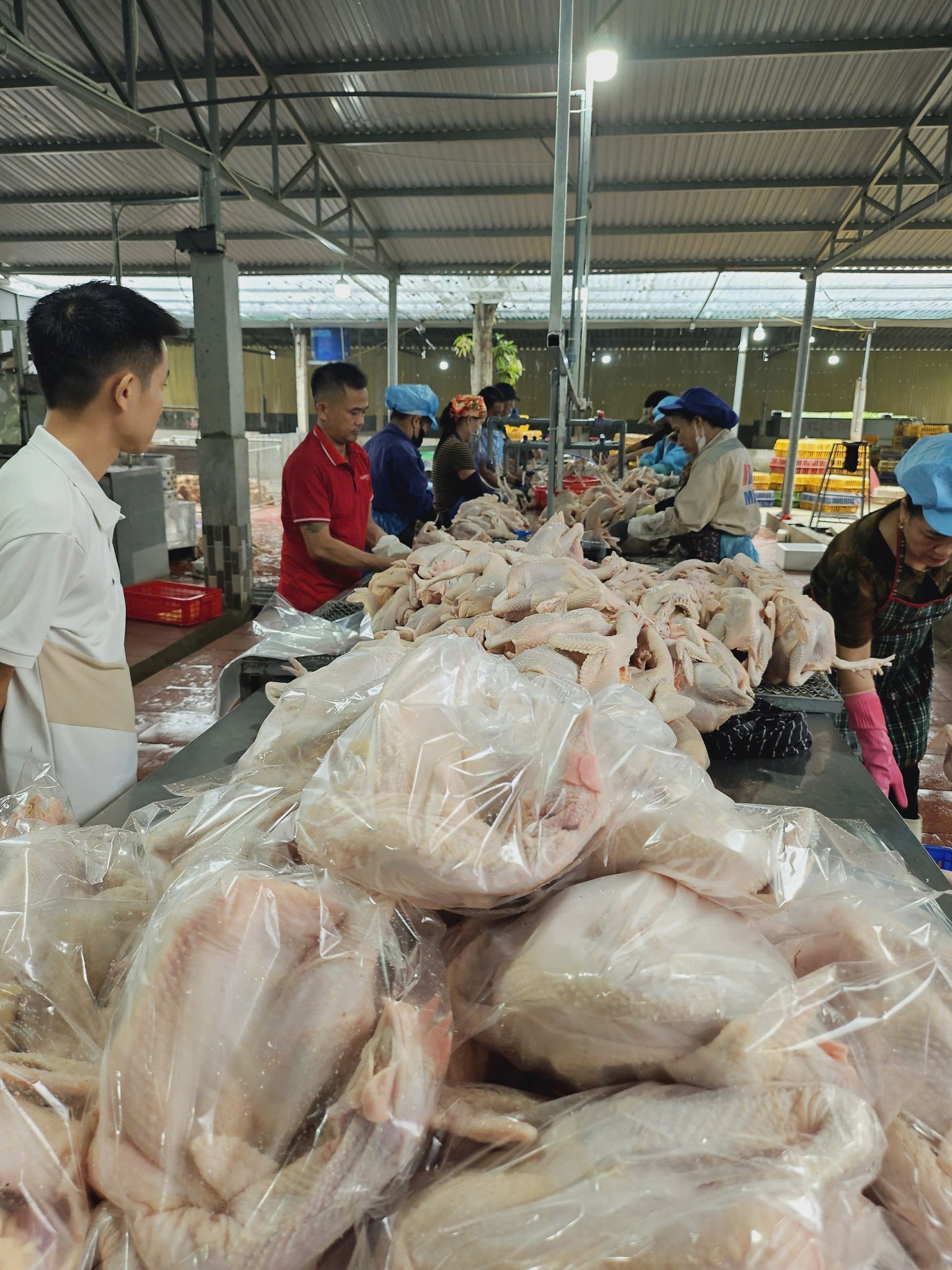 LÒ MỔ GÀ TƯƠI TP