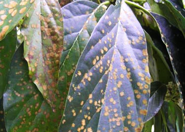 Diễn biến bệnh thán thư