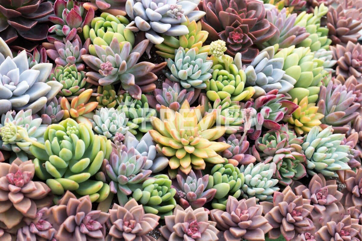 các loại sen đá dễ trồng sống lâu nhất