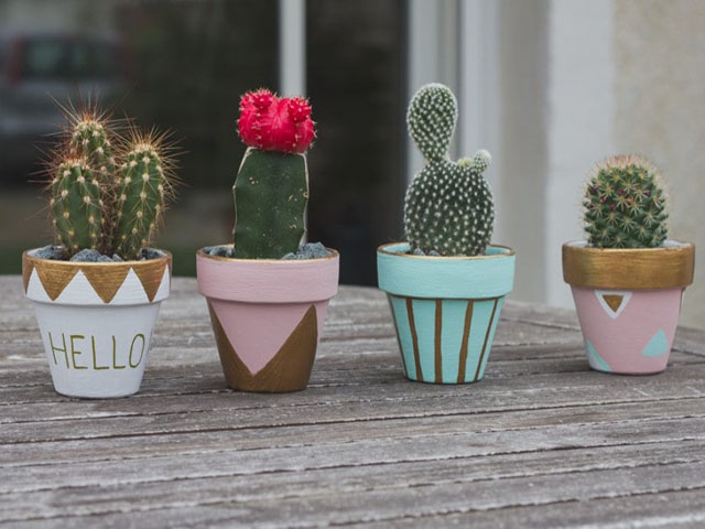 xương rồng ngoài trời