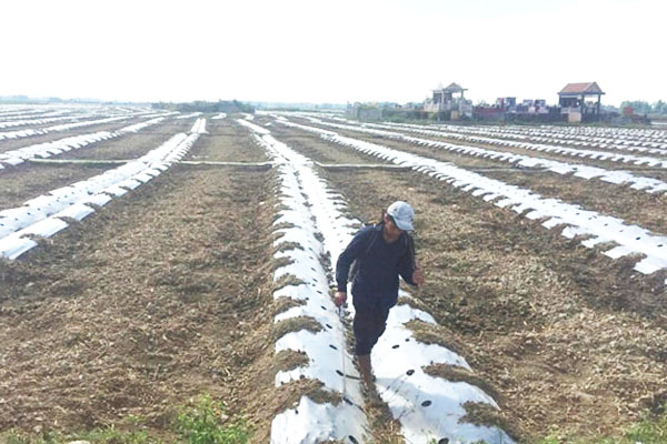 Thường xuyên kiểm tra vườn