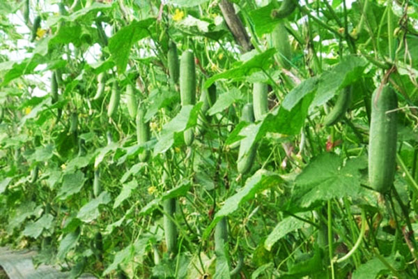 Tỉa cây dưa leo vào thời điểm thích hợp