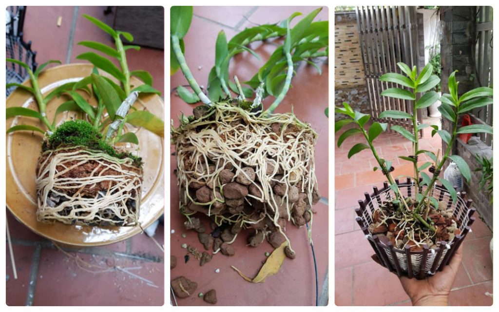 Bí kíp cách trồng lan cho người mới nhập môn