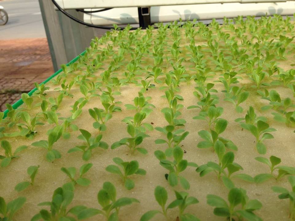 Ươm cây giống bằng mút xốp