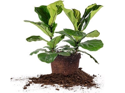 Đặc điểm cây bàng singapore