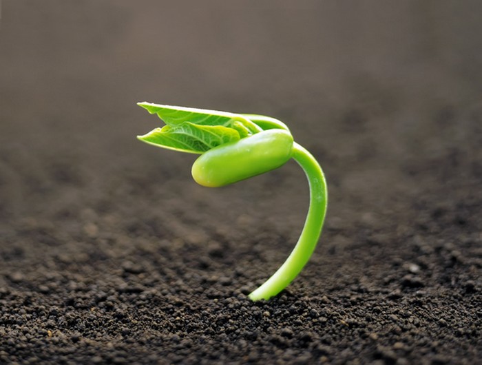 Nguyên nhân cây con chậm phát triển