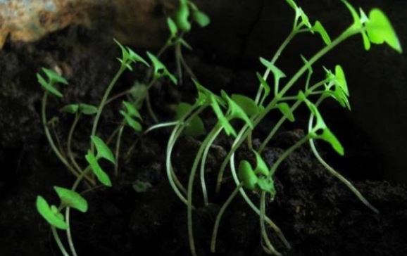 Nhiệt độ không phù hợp