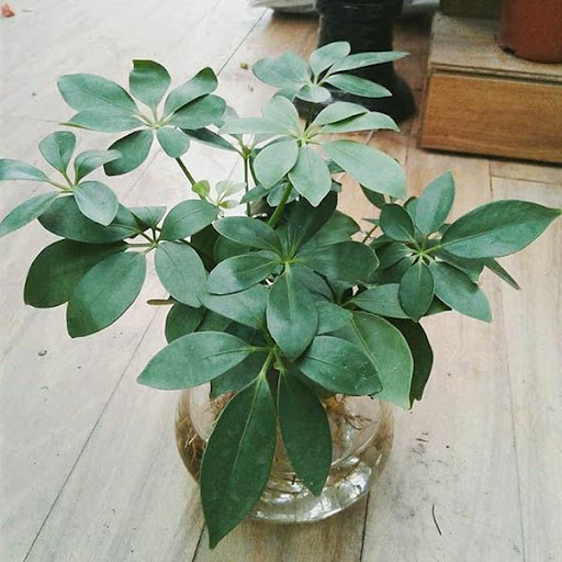 Cây Thủy Canh Ngũ Gia Bì