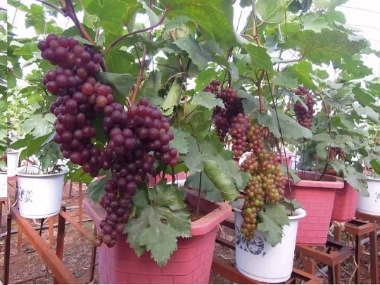 Trồng cây nho trong chậu