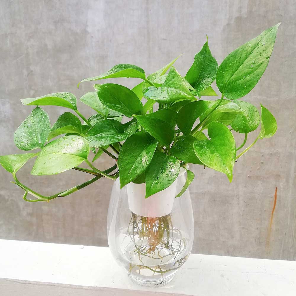 cây trầu bà