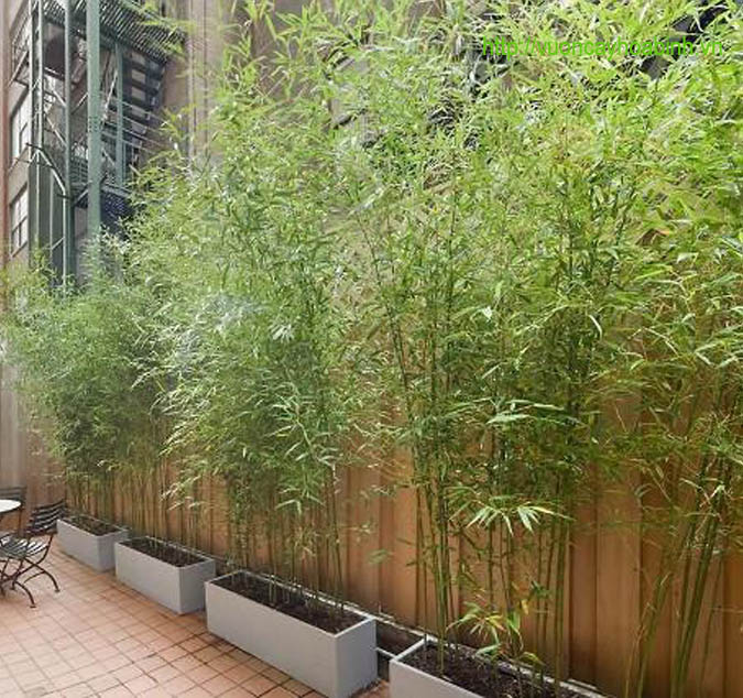 Cây trúc quân tử - trồng cây ban công chung cư