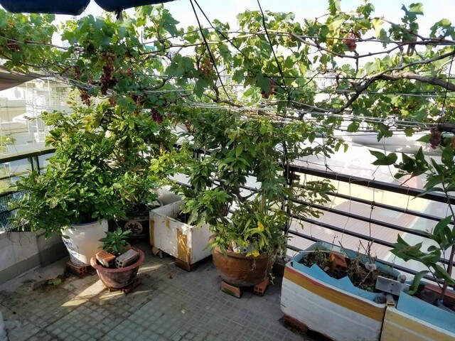 Đặc điểm của cây nho