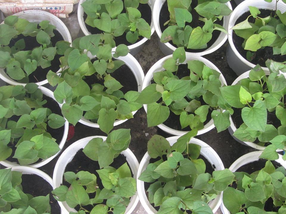 Hạt giống rau diếp cá