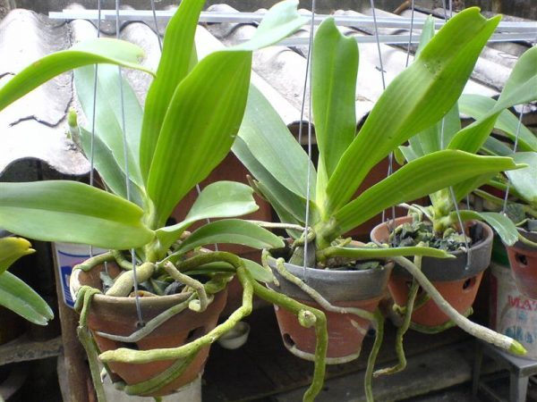 Phương pháp chăm sóc lan ngọc điểm đúng cách