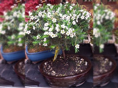 Ý nghĩa hoa thanh liễu