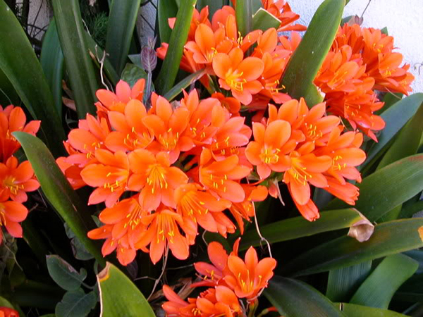 Lan Quân Tử - là biểu tượng của người chính nhân quân tử