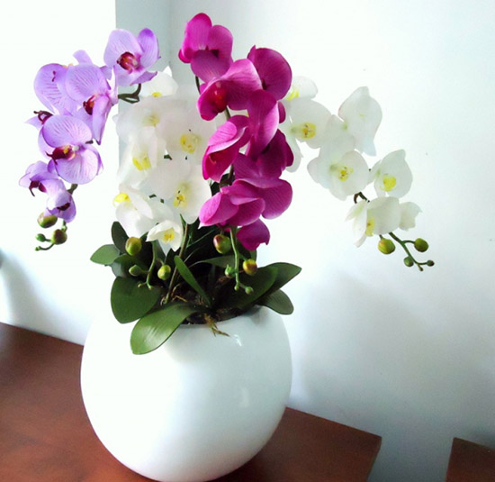 Hoa Lan Hồ Điệp - hoa sang trọng, màu sắc hài hòa