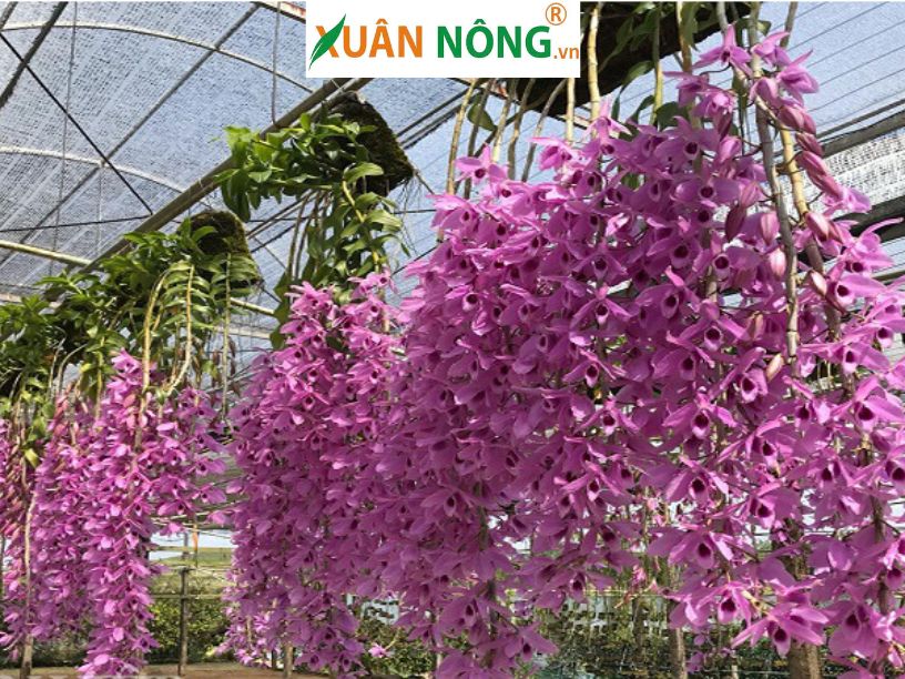 Hoa Lan Giả Hạc