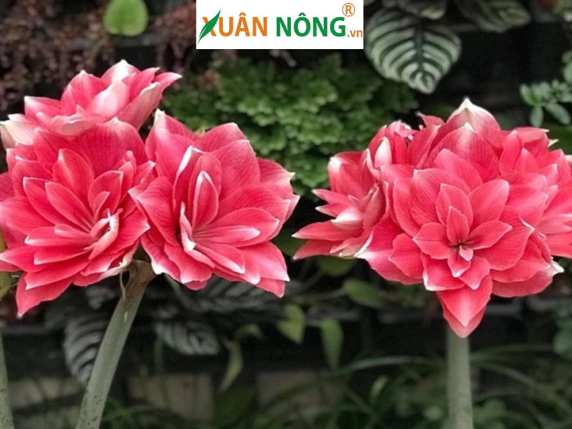 Hoa Lan Huệ