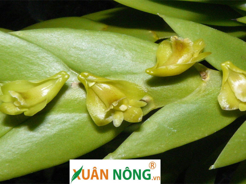 Hoa Lan Móng Rùa