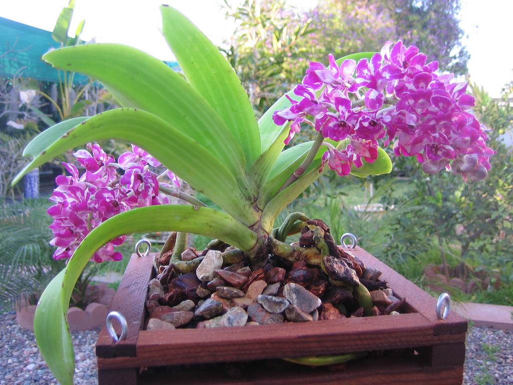 Giới thiệu đôi nét về lan ngọc điểm